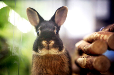 【特集】ふわふわのうさぎ