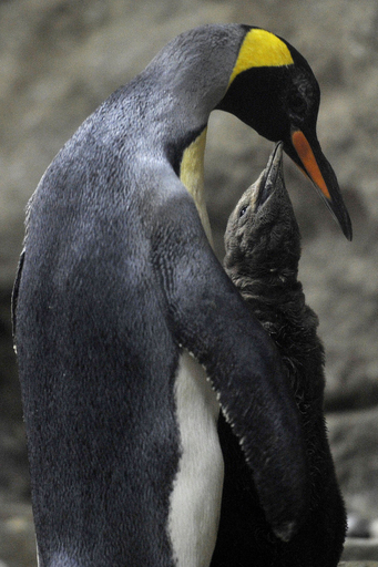 元気にすくすく、ペンギンの赤ちゃん ドイツ