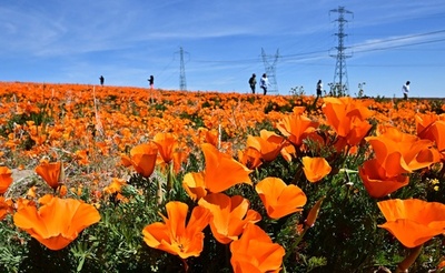 ポピー満開 米カリフォルニア州保護区