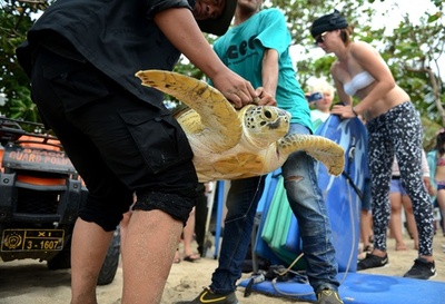 密猟者から押収したアオウミガメ、海に返す インドネシア