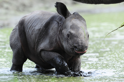 わんぱくなインドサイの子ども、ベルリン