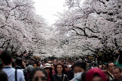 桜が見頃、遠方からの観光客も