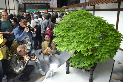 「BONSAI」人気過熱　盆栽世界大会開幕　さいたま