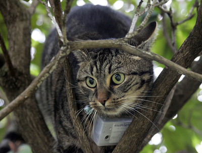 ドイツに写真を撮るネコ、「作品」はネット上で公開