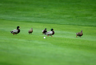 道路でカモを助けようとして死亡事故、女に禁錮90日 カナダ