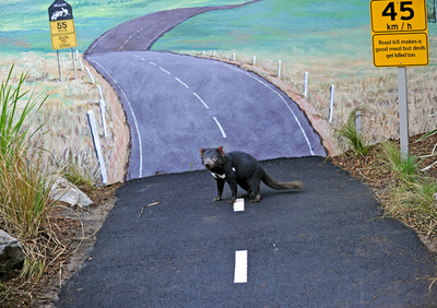 タスマニアデビル保護施設、豪動物園にオープン