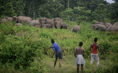 居住地近くにゾウの群れ、投石や爆竹で追い払う村人 インド