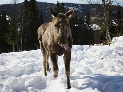 窓から突然ヘラジカが！ 教室が大パニック スウェーデン
