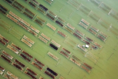 繁忙期を迎えた海苔養殖場、中国・連雲港