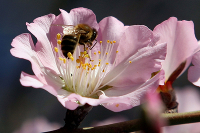 暖冬で気温20℃、花々も開花 - ギリシャ