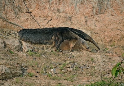 野生動物写真コンテストのアリクイ、実は剥製？ 優勝取り消し