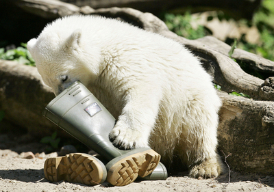 クヌートがすくすく成長、体重35キロに