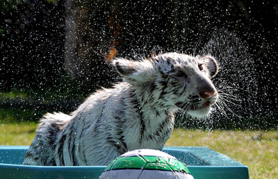 プールは楽しいナ！ ホワイトタイガー兄弟のリコとキコ