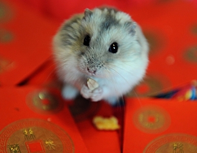 ロシア要人警護当局、謎のネズミ大量購入計画