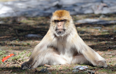 絶滅保護種のサル「バーバリーマカク」