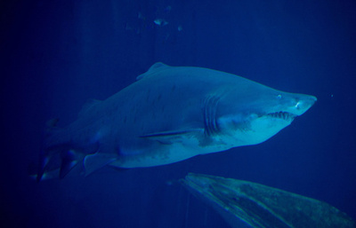 幻想的な海の生き物、ドイツ・シュトラールズントの水族館