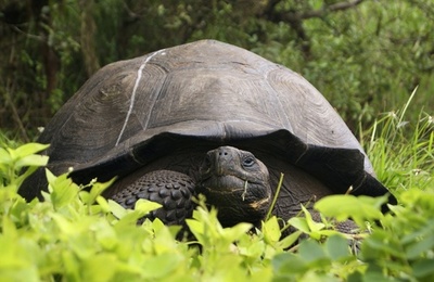 新種のゾウガメを特定、ガラパゴス諸島