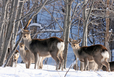 知床半島に野生のエゾシカ - 北海道