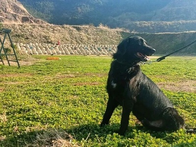 引退警察犬5匹の引き取り公募 応募の電話「鳴りやまず」 中国