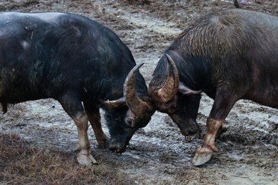 闘牛で祝うトン族の新年 貴州・榕江