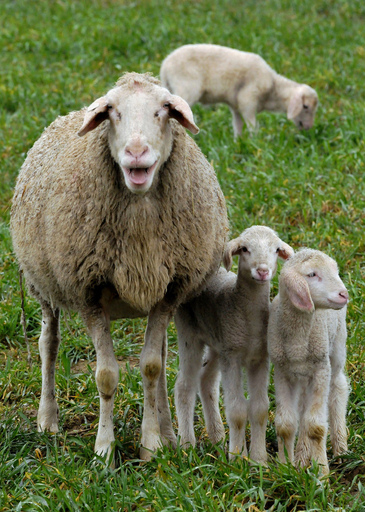 イースターを象徴する子羊