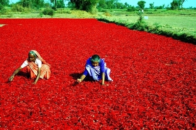 インドで英国人新妻が死亡、香辛料が原因か