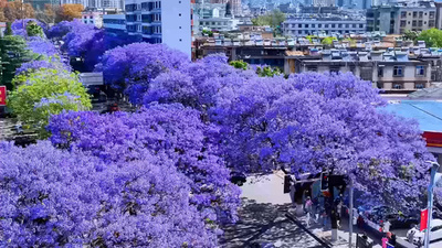 動画：ロマンチックな青紫の花が咲き誇る中国・四川省西昌