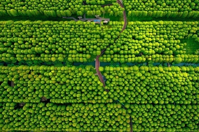 一面の緑 江蘇・黄海森林公園の夏景色
