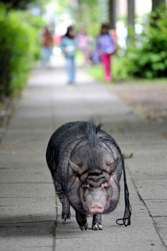飼いブタ・パロマはリーデル家の一員