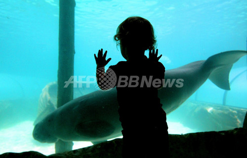 シドニーに人魚 ジュゴンと泳ぐ 写真9枚 ファッション ニュースならmode Press Powered By Afpbb News