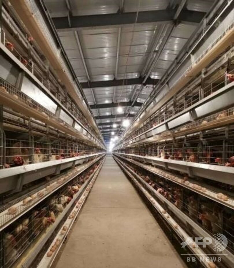 新型コロナで卵が売れない… 養鶏家が「起死回生の策」 中国・江蘇