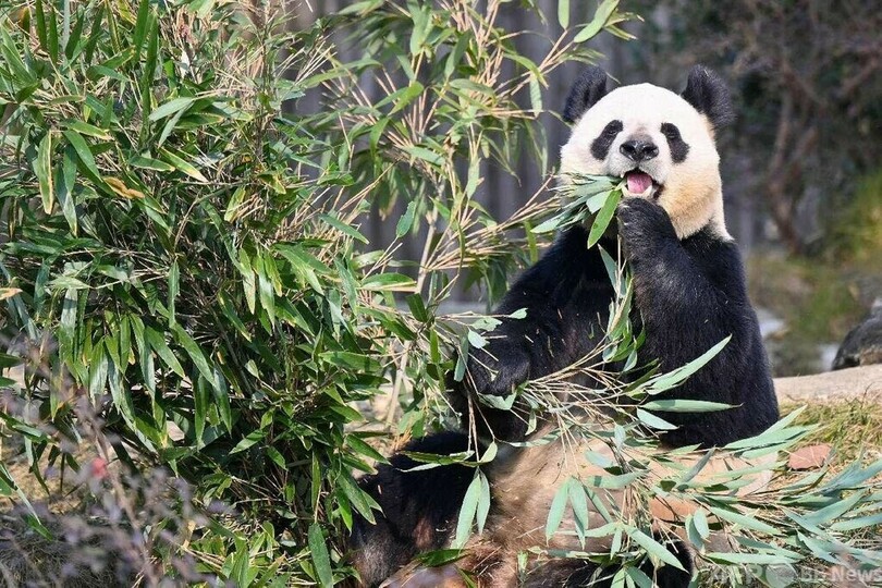 四川省のパンダを訪ねる特別なエコツアー・中国