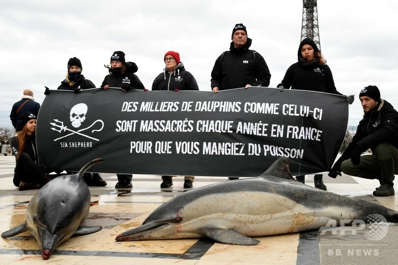 反捕鯨団体シー シェパード トロール漁によるイルカの死を告発 写真21枚 国際ニュース Afpbb News