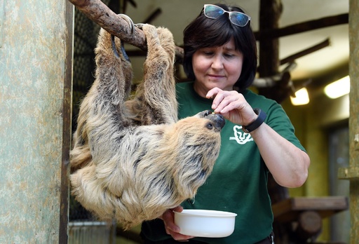 頑張ってます、世界最高齢50歳のナマケモノ 独 写真6枚 国際