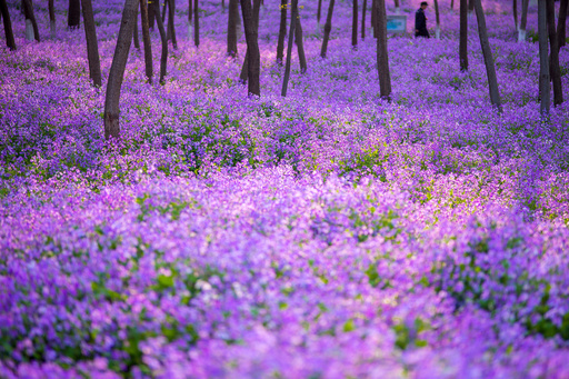 【五條出土・紫瑠璃勾玉】──実に深みのある古代紫のガラス 写真特集】Purple ～ 神秘的で高貴さを連想させる色 写真18枚 国際
