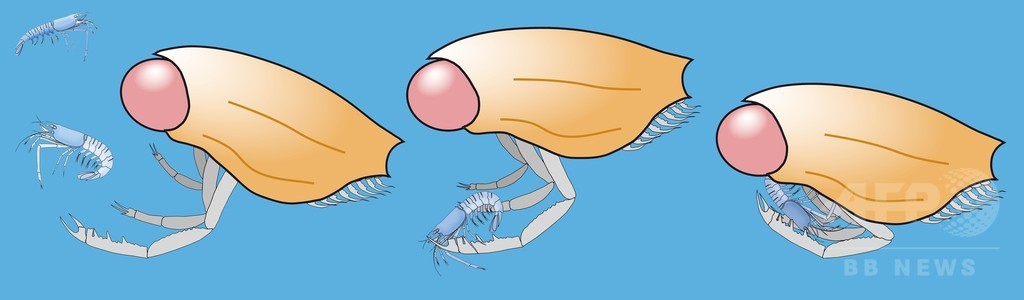 「体の4分の1が目」の絶滅甲殻類、化石分析 「体の4分の1が目」の絶滅甲殻類、化石分析