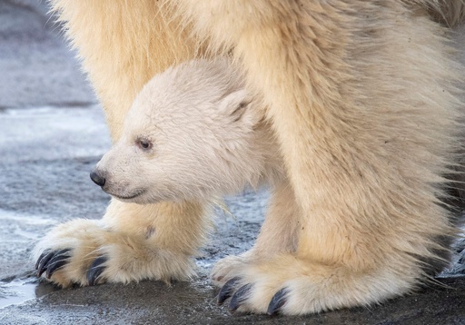 ホッキョクグマの赤ちゃんがお目見え 生後3か月 ウィーン 写真13枚