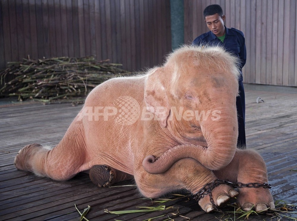 ミャンマーの首都に「白いゾウ」、幸運の象徴 写真4枚 国際ニュース：AFPBB News