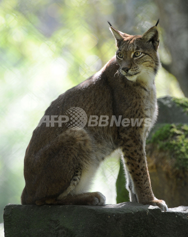りんと立つヨーロッパオオヤマネコ、ドイツ 写真3枚 国際ニュース