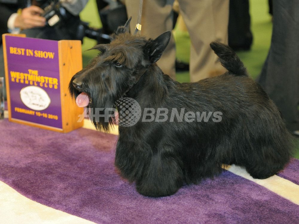 ドッグショー優勝犬一躍有名に、NY証券取引所のベル鳴らす 米国 写真2