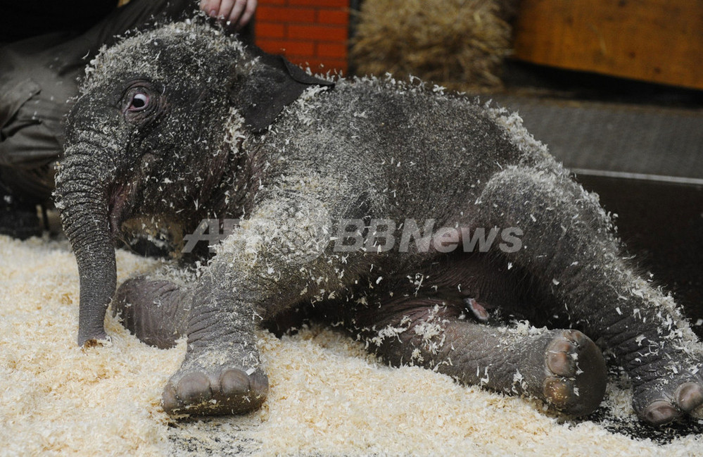 赤ちゃんゾウ、ほ乳瓶のミルクで育つ ドイツ・ヘラブルン動物園 写真9