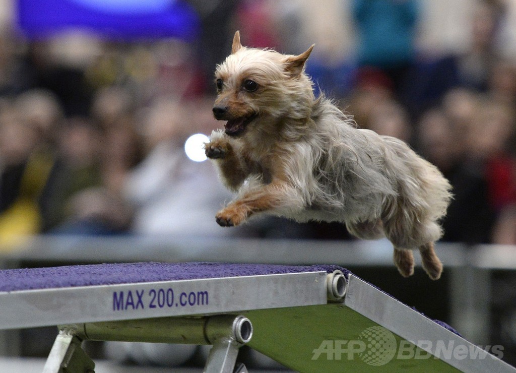 犬の機敏さ競う「アジリティ」選手権、NYで開催