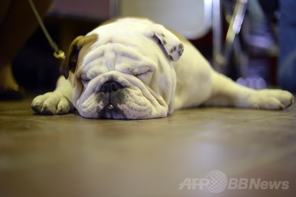 「美犬」大集合、ウエストミンスター・ケンネル・クラブ・ドッグショー