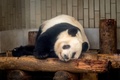 東京の上野動物園で過ごす、中国に返還される前のジャイアントパンダの「シャンシャン」（2023年2月19日撮影）。(c)Yuichi YAMAZAKI / AFP
