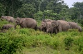 インド・コラバリ村付近の森を歩くゾウ（2015年5月25日撮影）。(c)AFP/Diptendu DUTTA