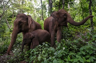 さまよう野生ゾウ 共生探る中国の村