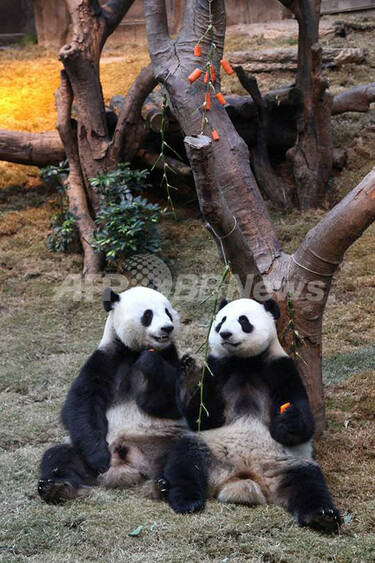 春節前にごちそう味わう仲良しパンダ、香港 写真2枚 国際ニュース
