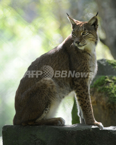 りんと立つヨーロッパオオヤマネコ、ドイツ 写真3枚 国際ニュース