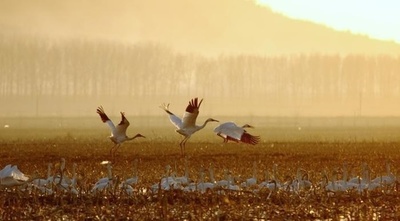 貴重なソデグロヅルが飛来、中国・瀋陽市の湿地公園