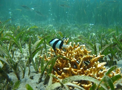 地球温暖化による海水の酸化、魚が生存本能失う可能性 研究